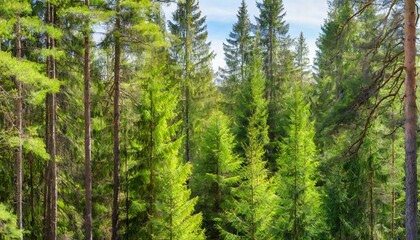 healthy green trees in a forest of old spruce fir and pine