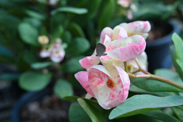 Close up of a small butterfly on Euphorbia milii, the crown of thorns in garden