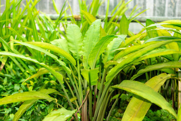 Lagenandra Ovata plant in Saint Gallen in Switzerland