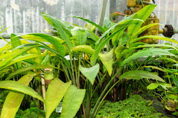 Lagenandra Ovata plant in Saint Gallen in Switzerland