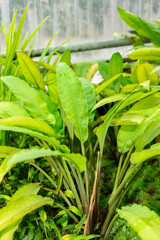 Lagenandra Ovata plant in Saint Gallen in Switzerland