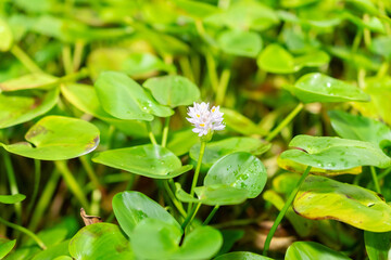 Reussia Rotundifolia plant in Saint Gallen in Switzerland