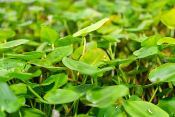 Reussia Rotundifolia plant in Saint Gallen in Switzerland