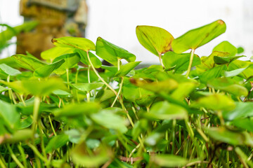 Reussia Rotundifolia plant in Saint Gallen in Switzerland