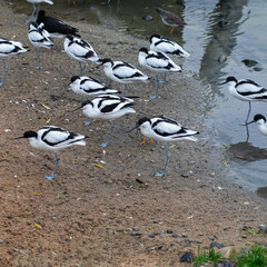 Group of distinctive long legged Avocet wading birds ( Recurvirostra avosetta ) with their upturned bills and striking black and white plumage at Slimbridge UK