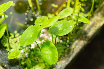 Largeleaf pennywort or Hydrocotyle Bonariensis plant in Saint Gallen in Switzerland