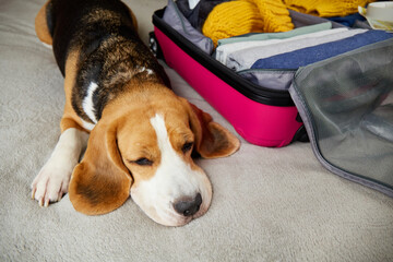 A beagle dog is lying on the bed next to an open suitcase with clothes. Collecting things for the trip, packing luggage. The concept of travel.