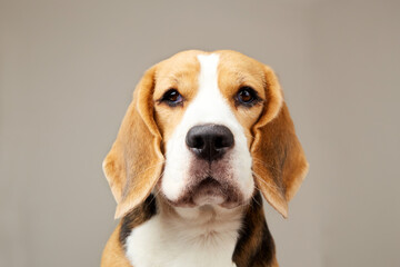 Portrait of a beagle dog on a gray isolated background, looking into the camera. Close-up. 