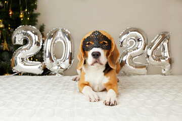 Happy New Year 2024 and Merry Christmas. A beagle dog in a Santa Claus hat in a house decorated...