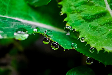 Beautiful large drop morning dew in nature,  Drops of clean transparent water on leaves. Image in...