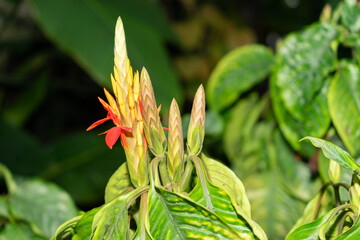 Aphelandra Aurantiaca plant in Saint Gallen in Switzerland