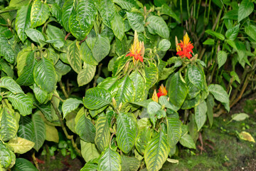 Aphelandra Aurantiaca plant in Saint Gallen in Switzerland