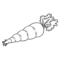 carrot line vector illustration