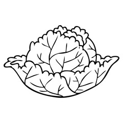 cabbage line vector illustration
