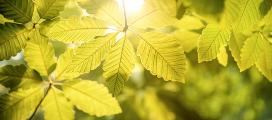 Nature's Palette: Vibrant Greenery and Sunlit Leaves Create a Refreshing Summer Background in the Forest.