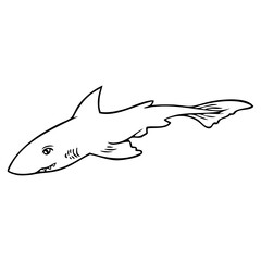 shark line vector illustration