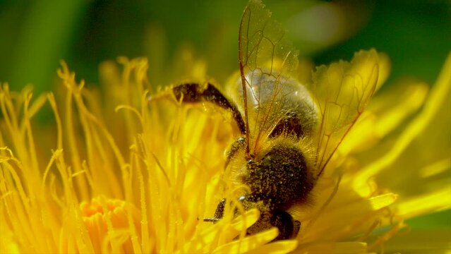 Close up of Bee Collecting Pollen in Yellow Flower during pollination time,macro