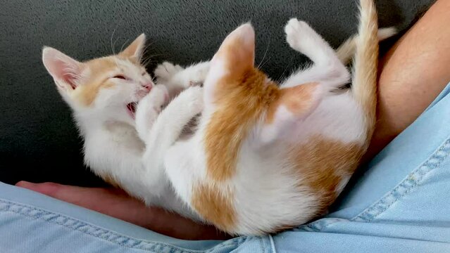 Two cute baby cats fighting and cuddling on couch indoors during sunny day,close up