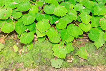 Begonia Imperialis plant in Saint Gallen in Switzerland