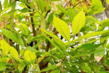 Cacao tree or Theobroma Cacao in Saint Gallen in Switzerland