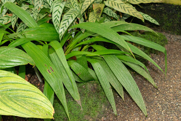 Obraz premium Philippine ground orchid or Spathoglottis Plicata plant in Saint Gallen in Switzerland