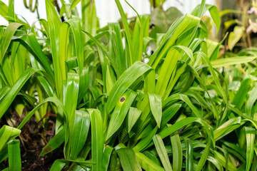 Fototapeta premium Phragmipedium X Sedenii plant in Saint Gallen in Switzerland