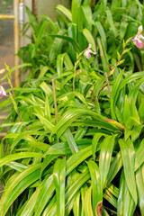 Phragmipedium X Sedenii plant in Saint Gallen in Switzerland