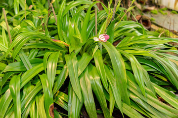Phragmipedium X Sedenii plant in Saint Gallen in Switzerland