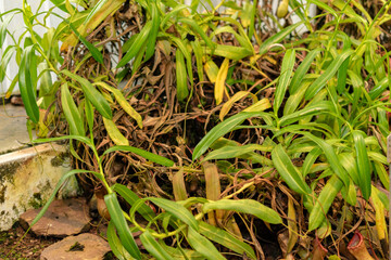 Nepenthes Ventricosa plant in Saint Gallen in Switzerland