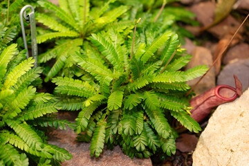 Little tree plant or Biophytum Sensitivum in Saint Gallen in Switzerland