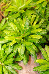 Little tree plant or Biophytum Sensitivum in Saint Gallen in Switzerland