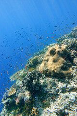 Indonesia Alor Island - Ternate - Marine life Coral reef with tropical fish
