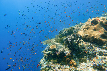 Indonesia Alor Island - Marine life Coral reef with tropical fish