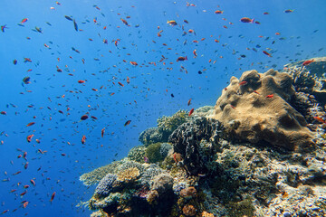 Indonesia Alor Island - Marine life Coral reef with tropical fish
