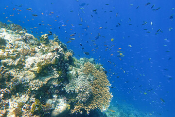 Fototapeta na wymiar Indonesia Alor Island - Marine life Coral reef with tropical fish