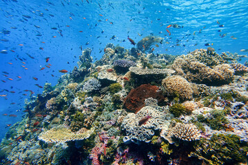 Indonesia Alor Island - Marine life Coral reef with tropical fish