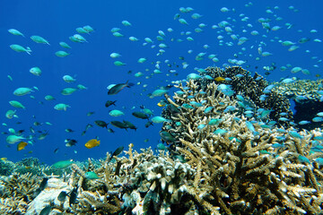 Indonesia Alor Island - Marine life Coral reef with tropical fish