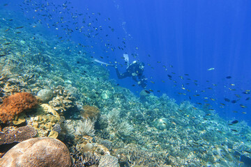 Fototapeta na wymiar Indonesia Alor Island - Marine life Coral reef with tropical fish - Scuba Diving
