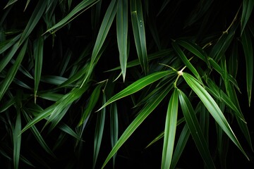 close up of green bamboo  leaves
