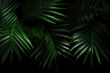 palm tree leaves