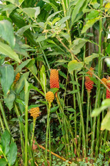 Zingiber Spectabile plant in Saint Gallen in Switzerland