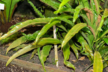 Asplenium Africanum plant in Saint Gallen in Switzerland