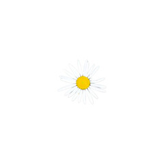 Chamomile flower on a transparent background