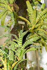 Amazonian zebra plant or Aechmea Chantinii in Saint Gallen in Switzerland