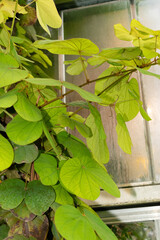 Bauhinia Vahlii plant in Saint Gallen in Switzerland
