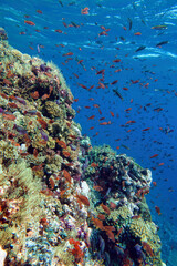 Indonesia Alor Island - Marine life Coral reef with tropical fish