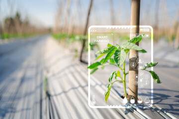 Smart Farming Unveiled Virtual Screen Technology Enhances Crop Management and Harvest Precision