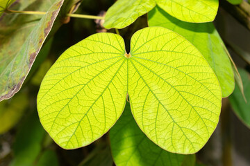 Bauhinia Vahlii plant in Saint Gallen in Switzerland
