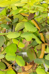 Obraz premium Bauhinia Vahlii plant in Saint Gallen in Switzerland