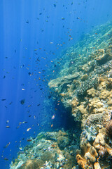 Fototapeta na wymiar Indonesia Alor Island - Marine life Coral reef with tropical fish
